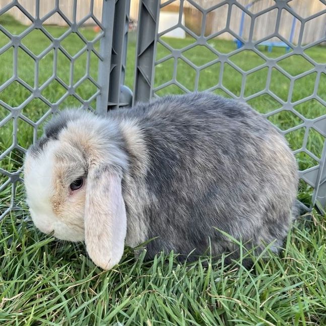 Holland Lop Doe