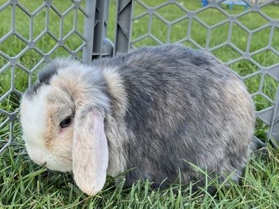 Holland Lop Doe