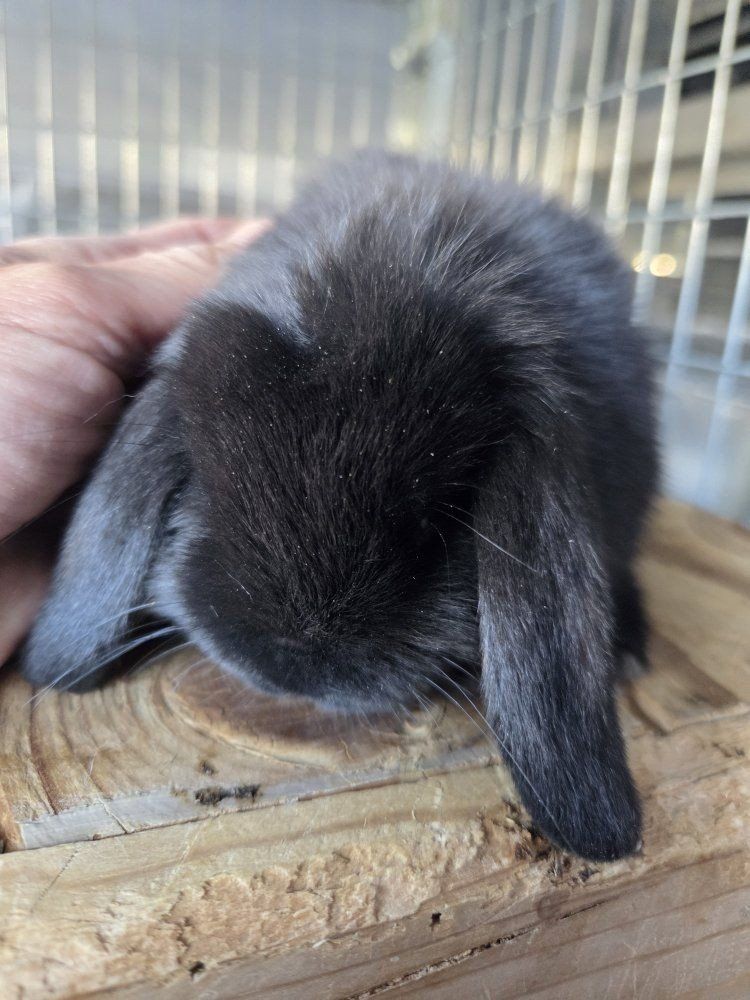 Baby Mini Lop Bunny Rabbits