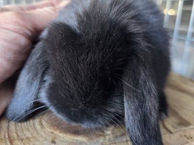 Baby Mini Lop Bunny Rabbits