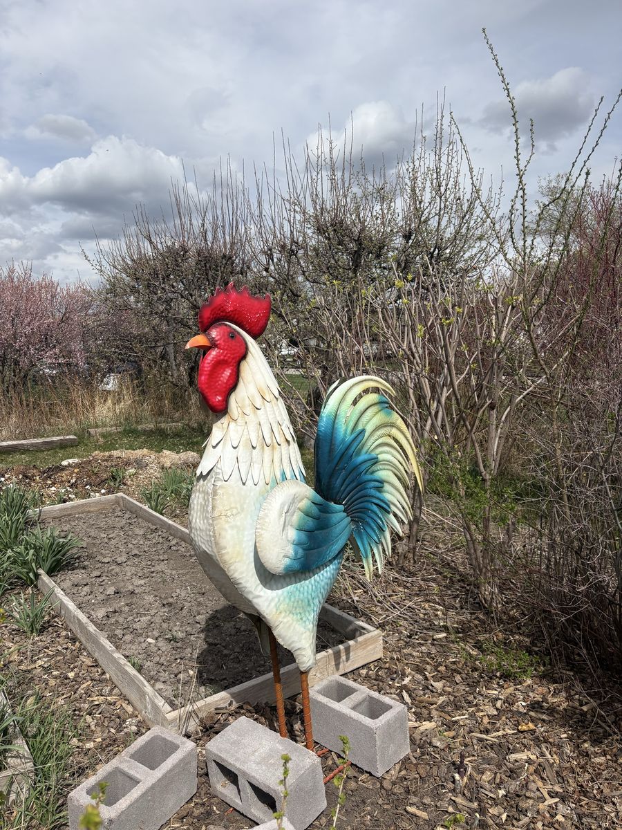 Garden Rooster