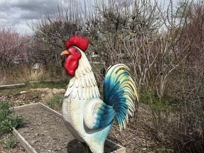 Garden Rooster