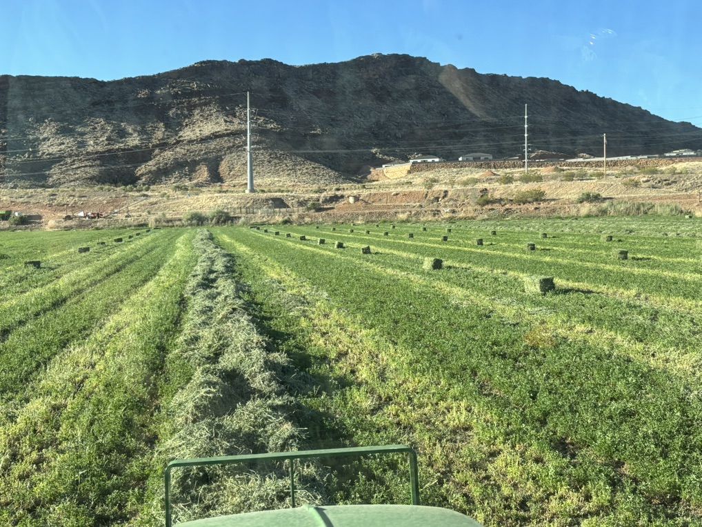 Hay