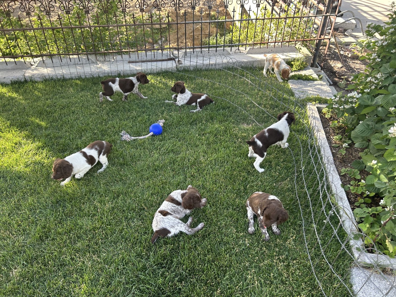 AKC Brittany Puppies