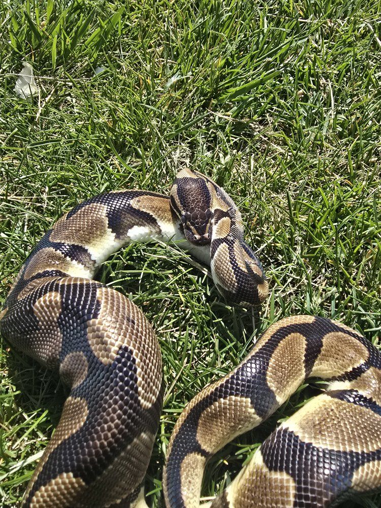 Ball Python