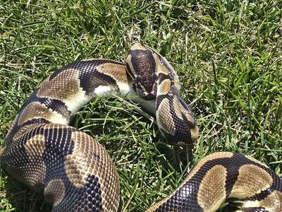 Ball Python