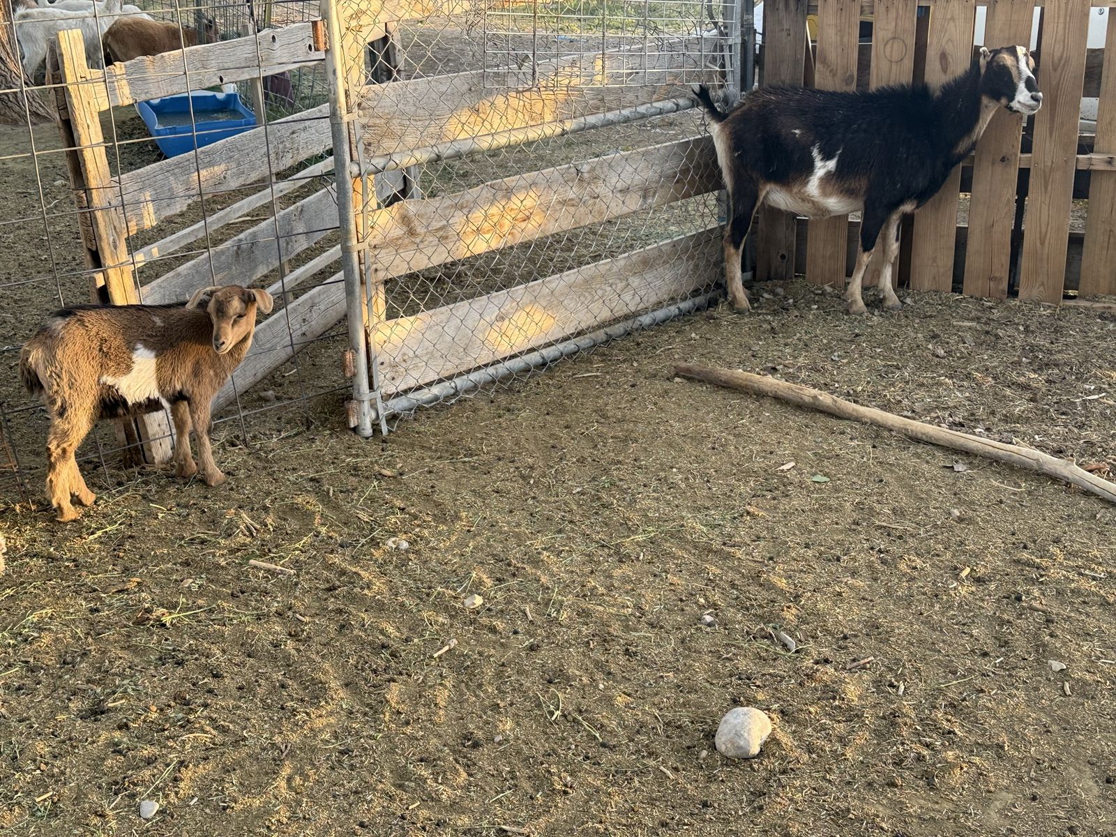 Lamanchas doe with 2 month old wether