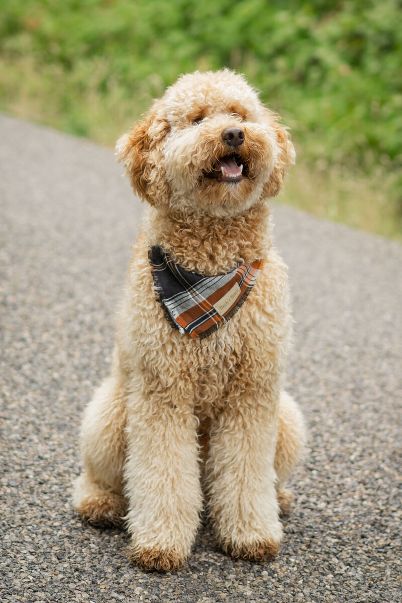 Tri Color (hidden)Moyen Poodle 27 lbs