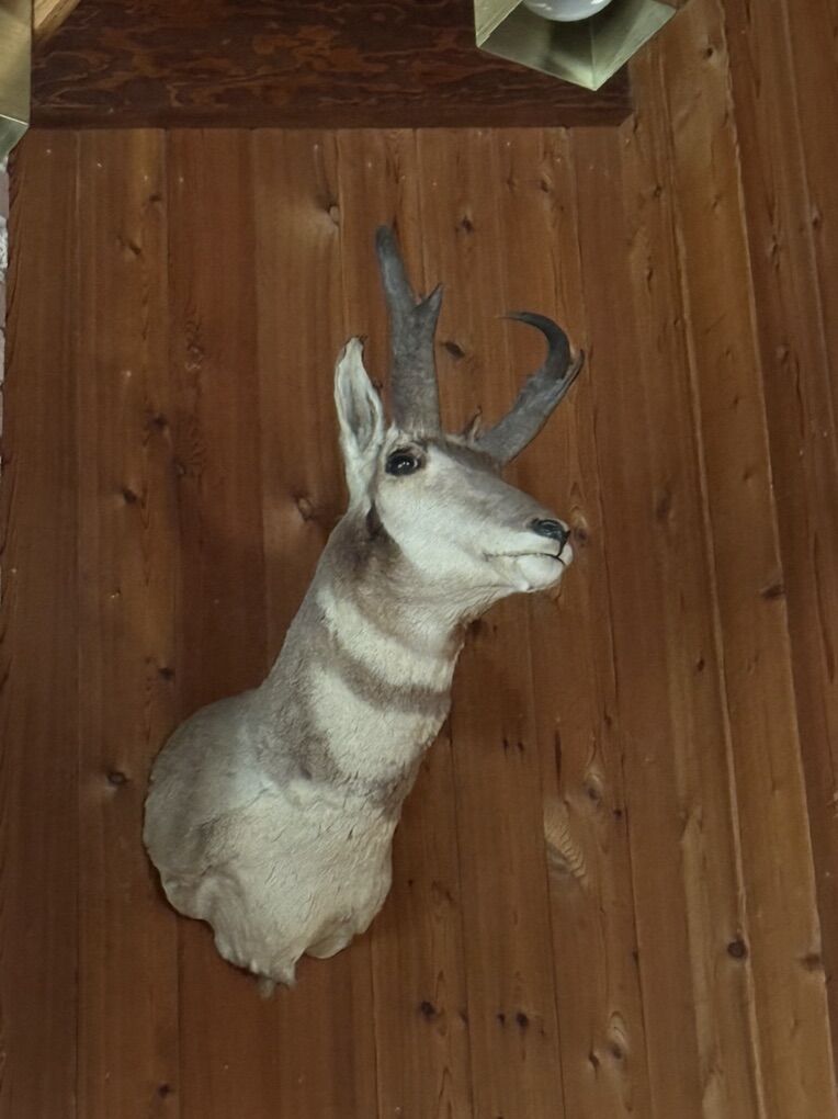 Pronghorn Antelope Mount
