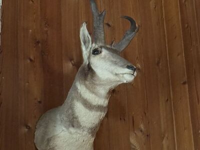 Pronghorn Antelope Mount