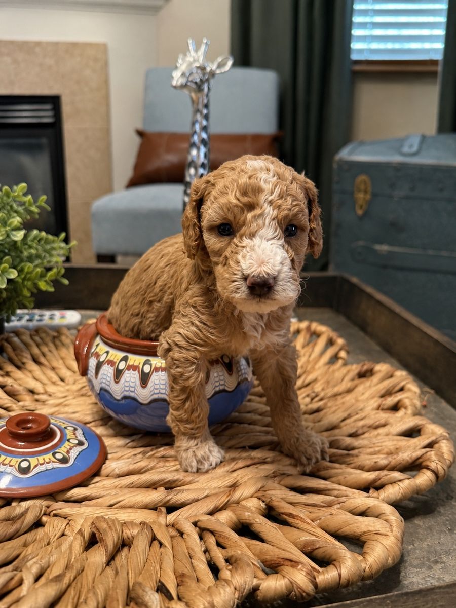 Toy Goldendoodles(1 girl. 1 boy )