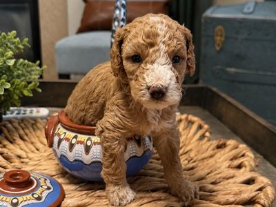Toy Goldendoodles(1 girl. 1 boy )