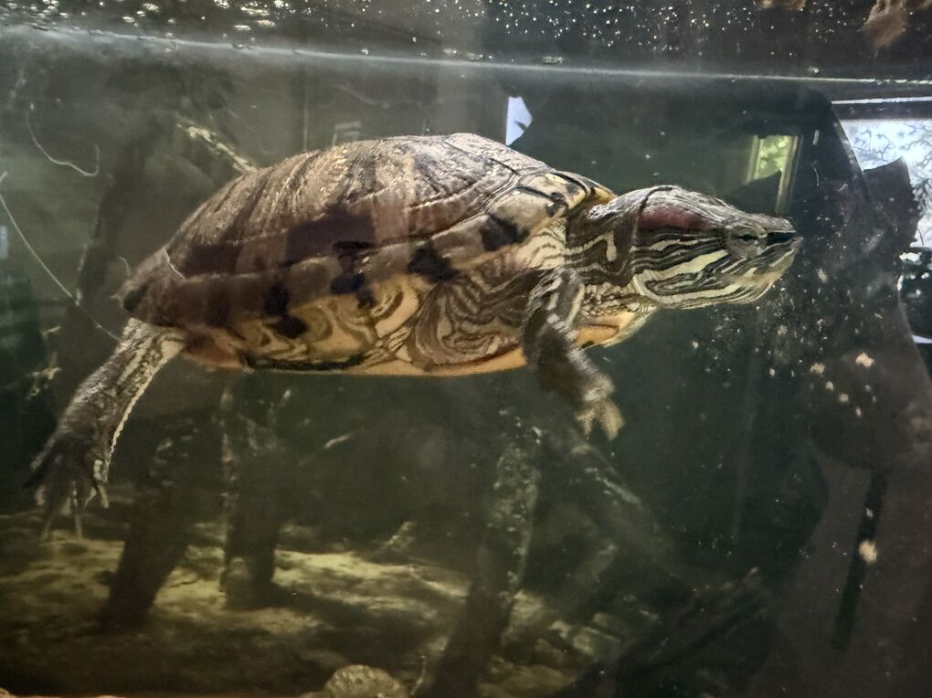 Red Ear Slider Turtle Femail