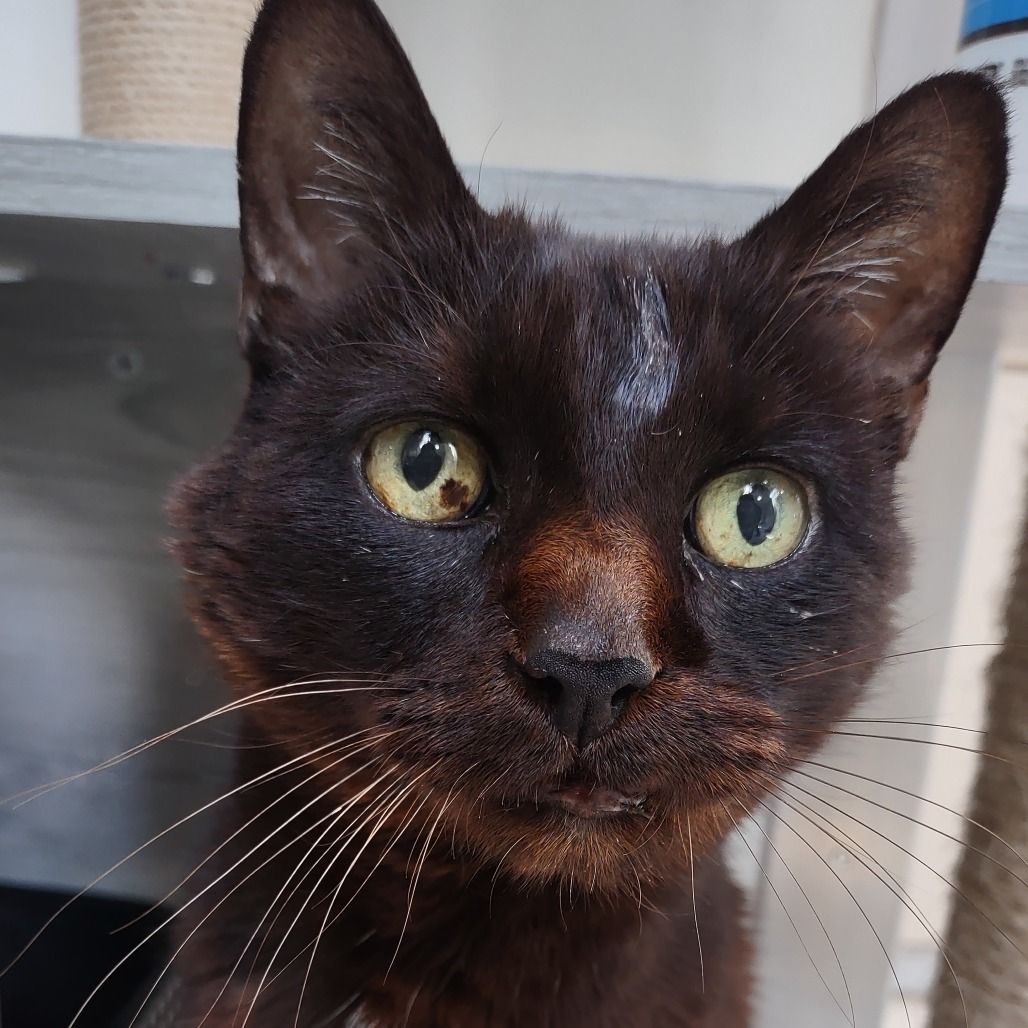 Hello my name is Goliath