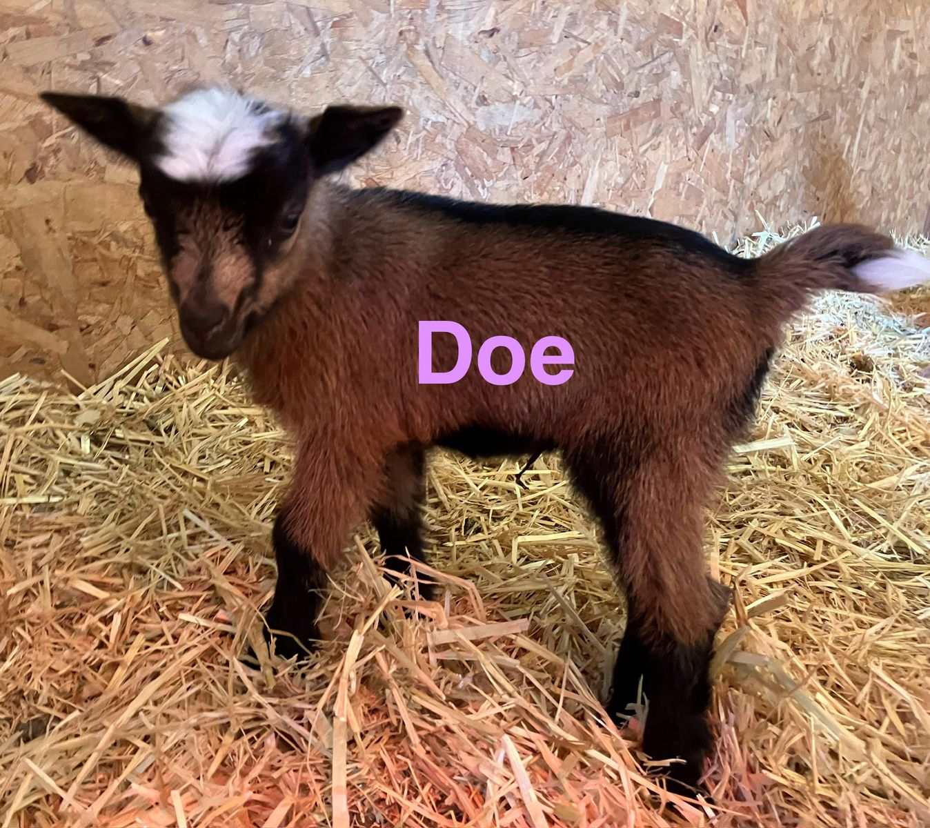 Nigerian Dwarf Doeling