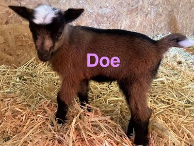 Nigerian Dwarf Doeling