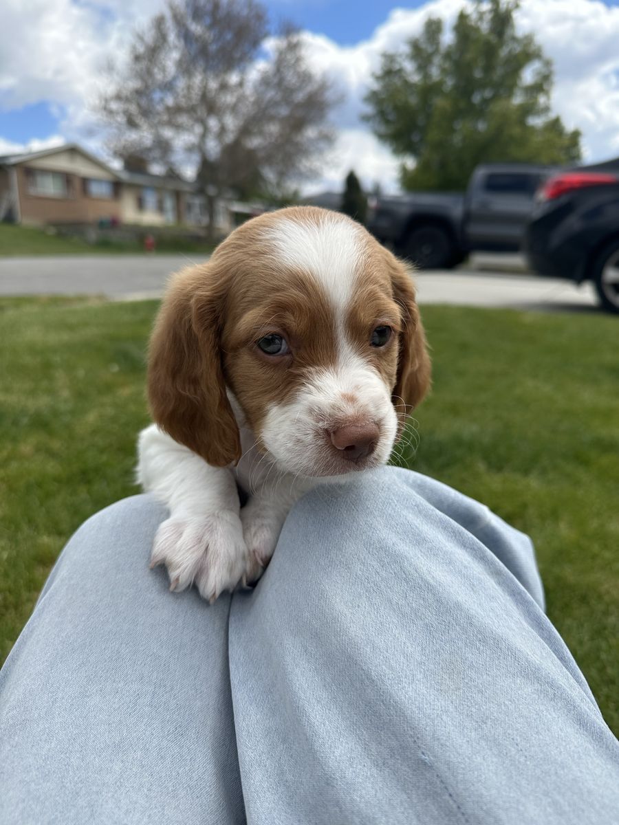 Brittany Puppy