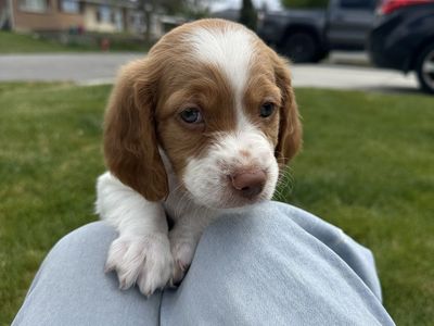 Brittany Puppy