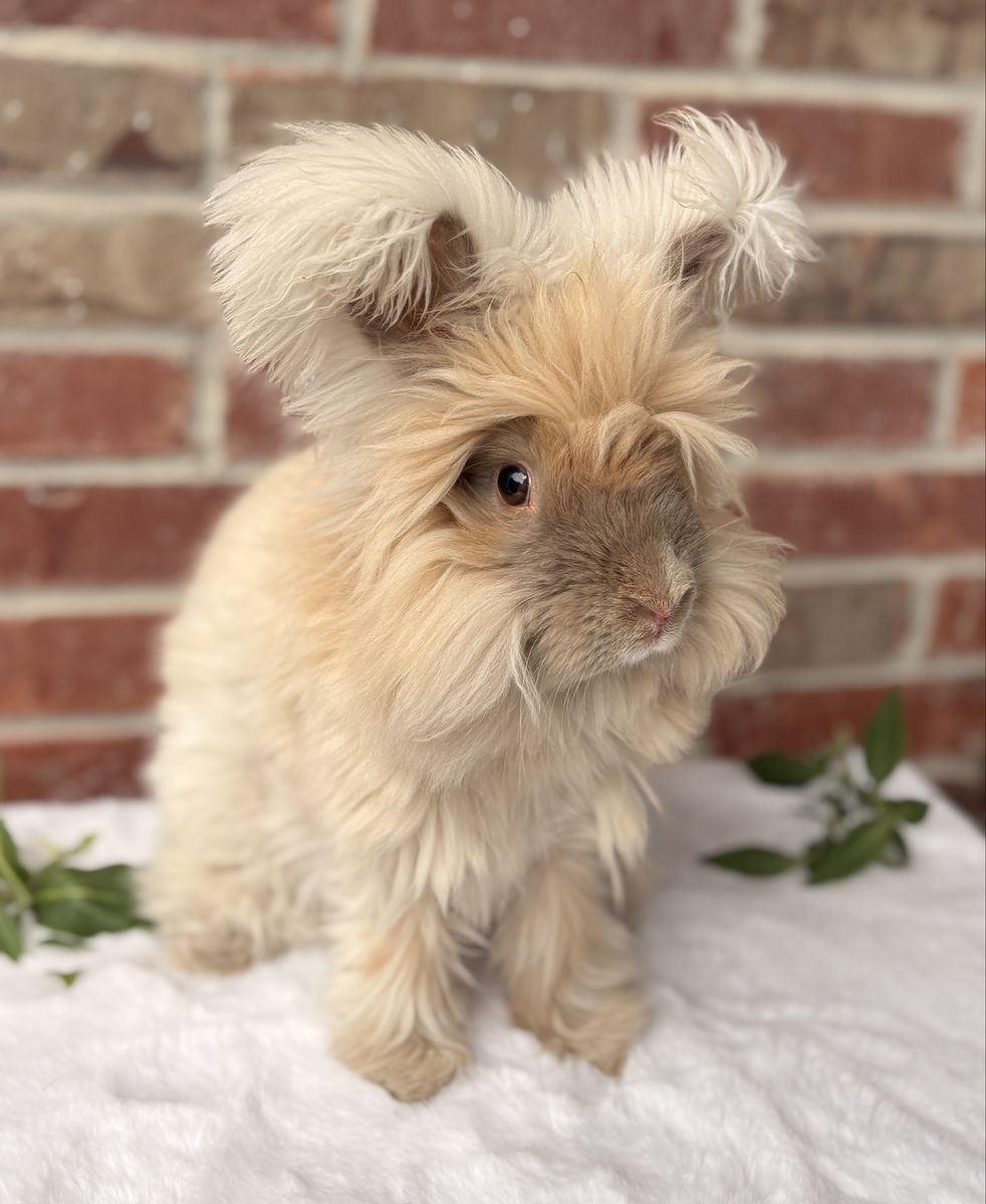Fluff Puff Rabbitry English Angora Bunny Waitlist