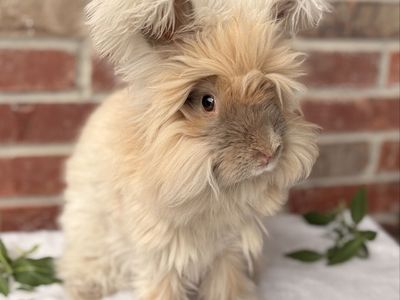 Fluff Puff Rabbitry English Angora Bunny Waitlist
