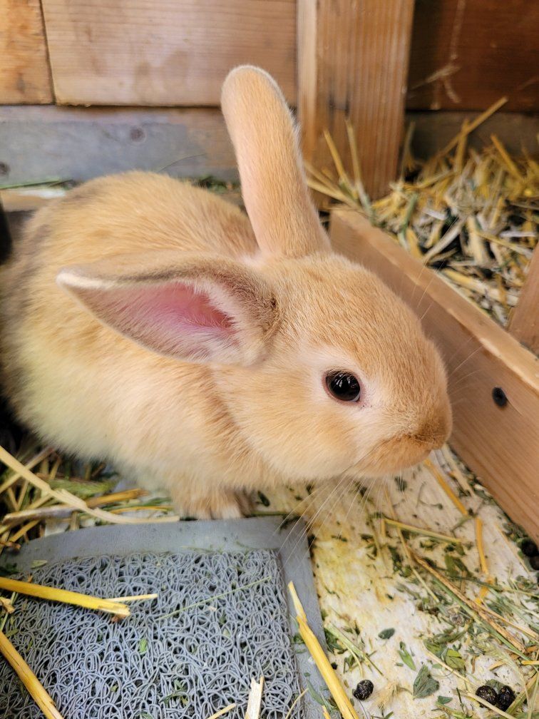 Bunnies