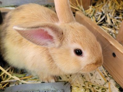 Bunnies