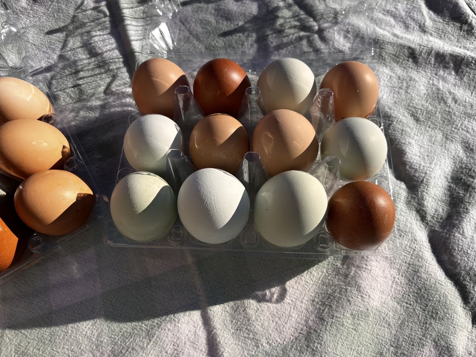 Barnyard Mix Hatching Eggs