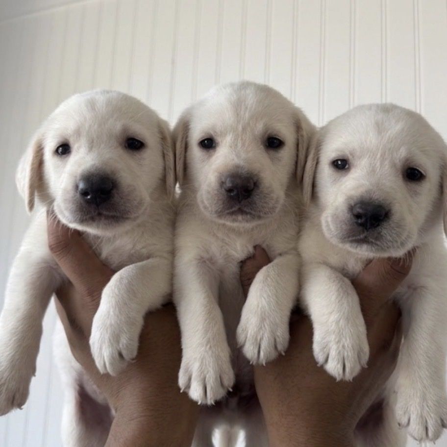 Golden retriever/ lab mix