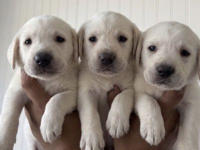 Golden retriever/ lab mix