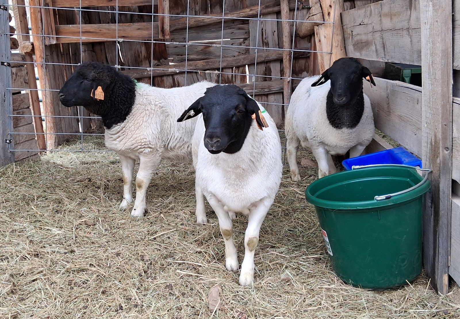Registered Fullblood Dorper Flock (1 Ram, 3 Ewes)