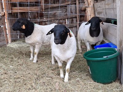Registered Fullblood Dorper Flock (1 Ram, 3 Ewes)