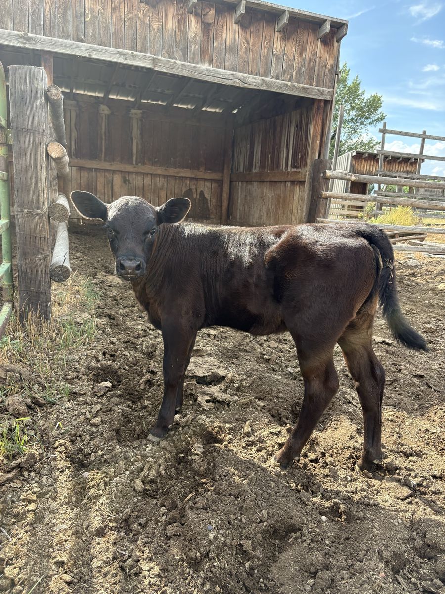 Black angus heifer