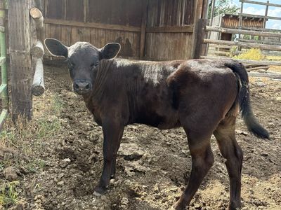 Black angus heifer