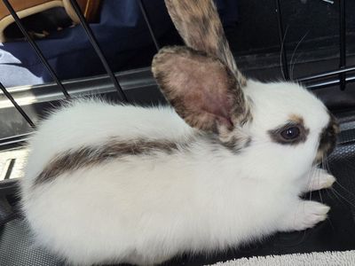 Baby Rhinelander Bunny Rabbits