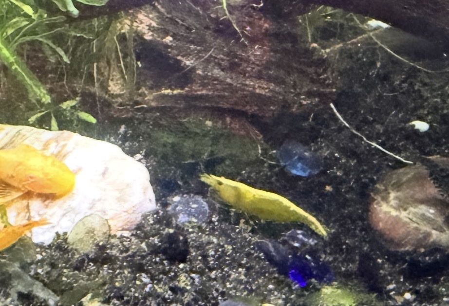 Yellow Neocaridina Shrimp Freshwater Aquarium Livestock