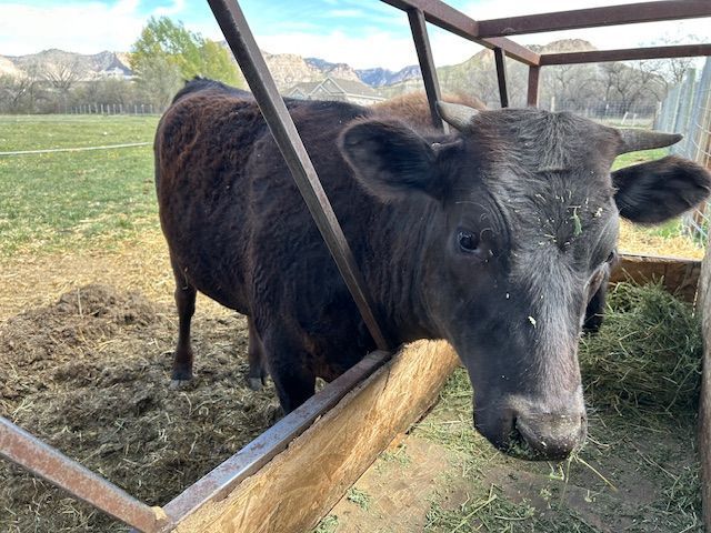 1yr old Angus X Wagyu cross Heifer