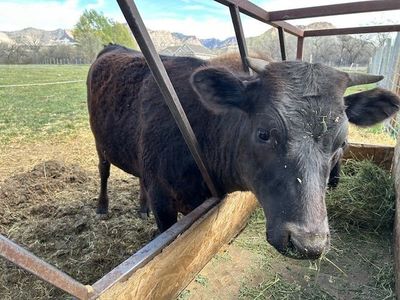 1yr old Angus X Wagyu cross Heifer