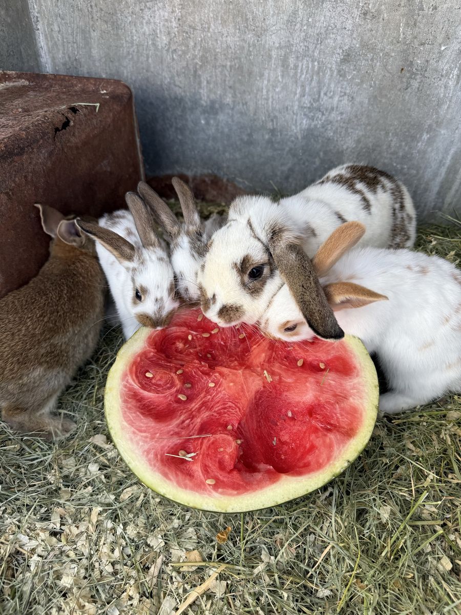Adorable bunnies for sale