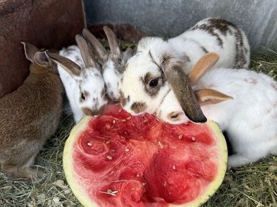 Adorable bunnies for sale