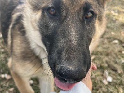 5 Months Old Female German Shepherd