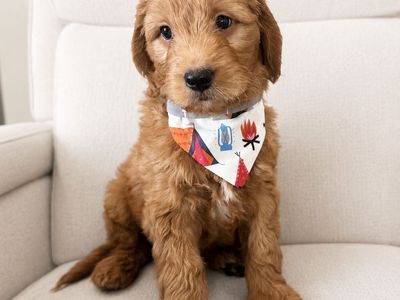 Mini Goldendoodle Puppies - 8 wks F1 with markings.