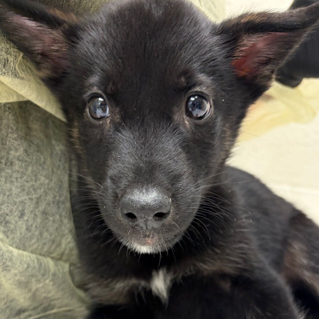 Hello my name is Orion