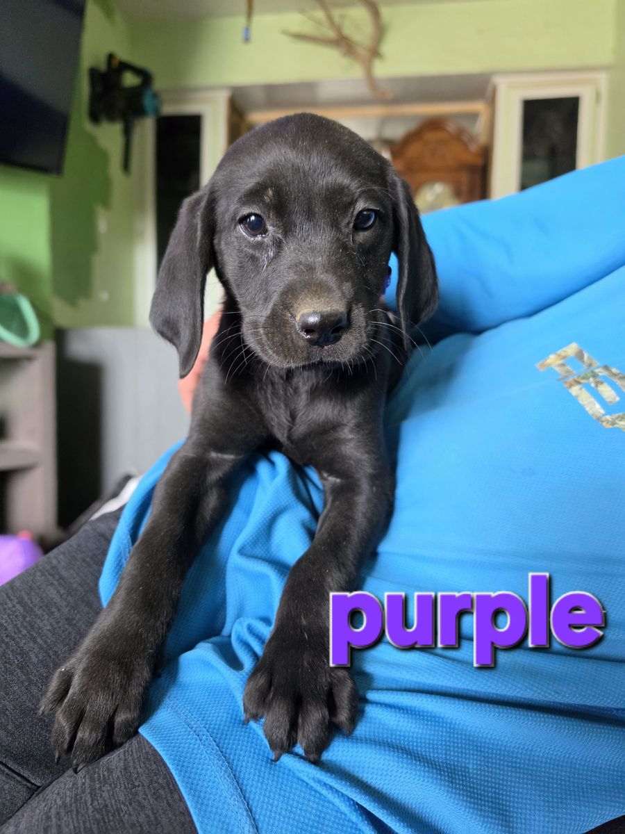 Lab puppies 2 LEFT
