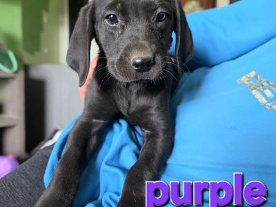 Lab puppies 2 LEFT
