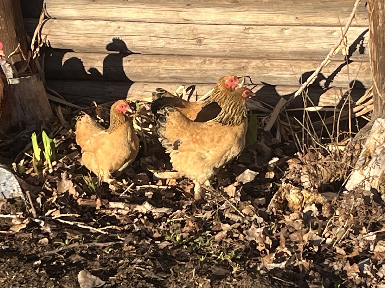 Buff Brahma Bantam Chickens -- Breeding Flock