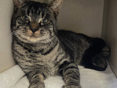 Hello my name is Tate