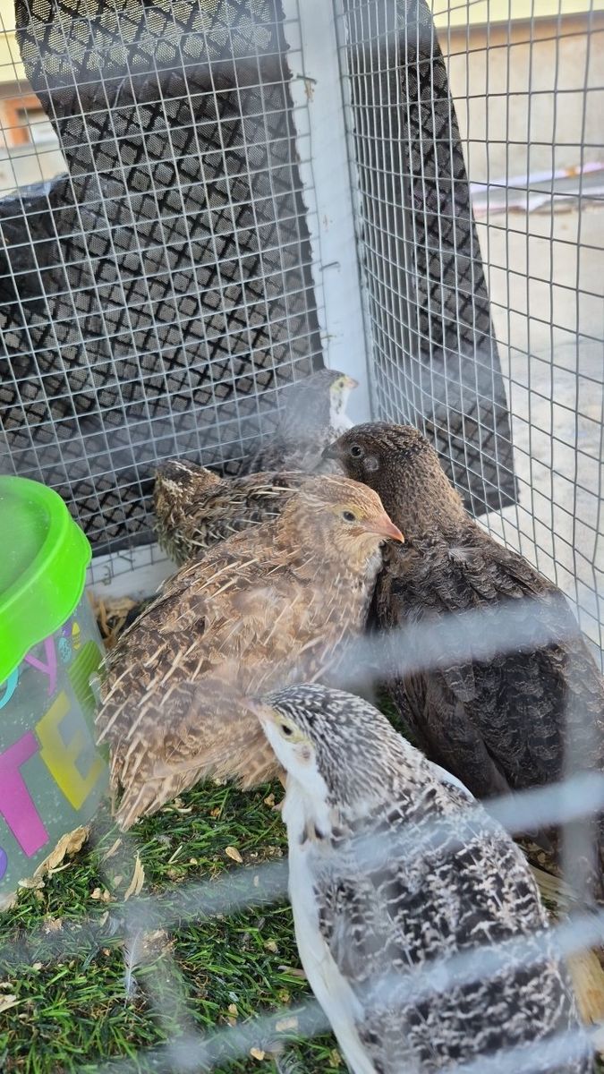 I hatch and raise Conturnix Quail