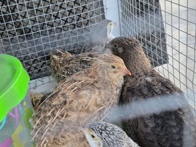 I hatch and raise Conturnix Quail