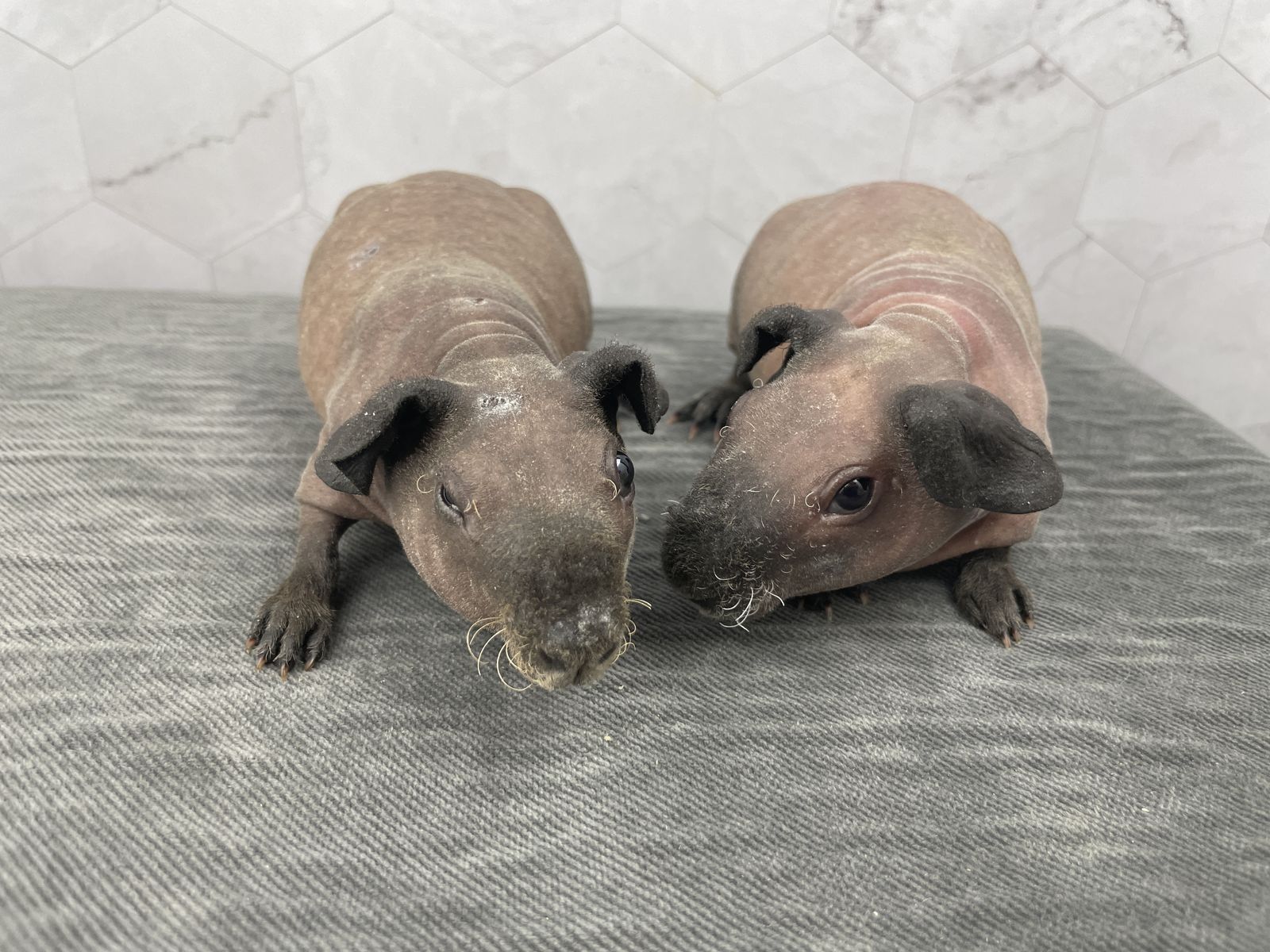 Male Baby skinny pig (hairless guinea pig).