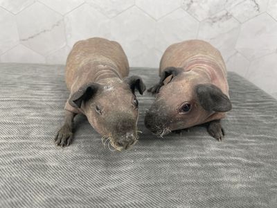 Male Baby skinny pig (hairless guinea pig).